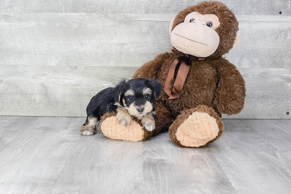 Little Yorkie Designer Puppy
