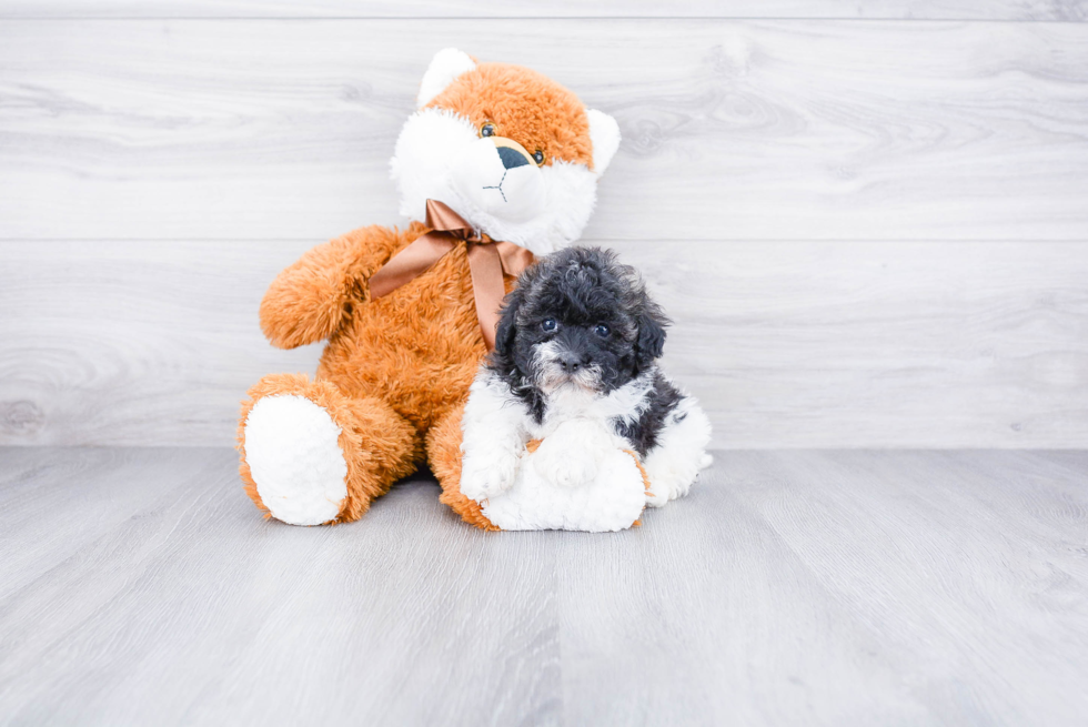 Best Havanese Baby