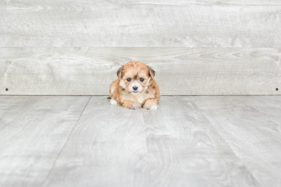 Playful Yorkie Designer Puppy