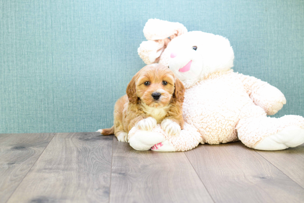 Little Golden Retriever Poodle Mix Puppy