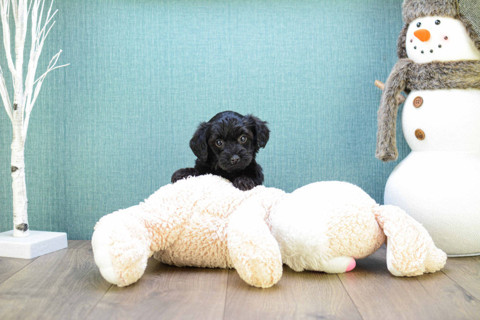 Small Yorkie Poo Baby