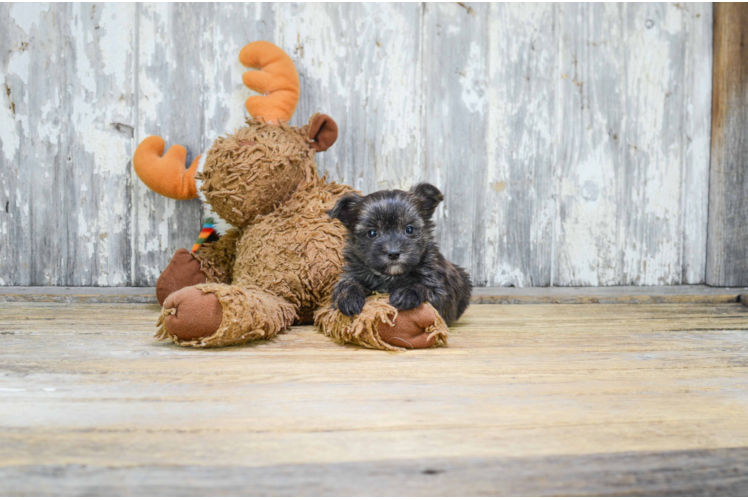 Fluffy Morkie Designer Pup