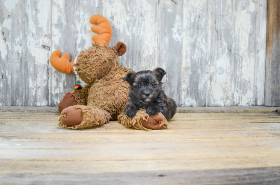 Fluffy Morkie Designer Pup