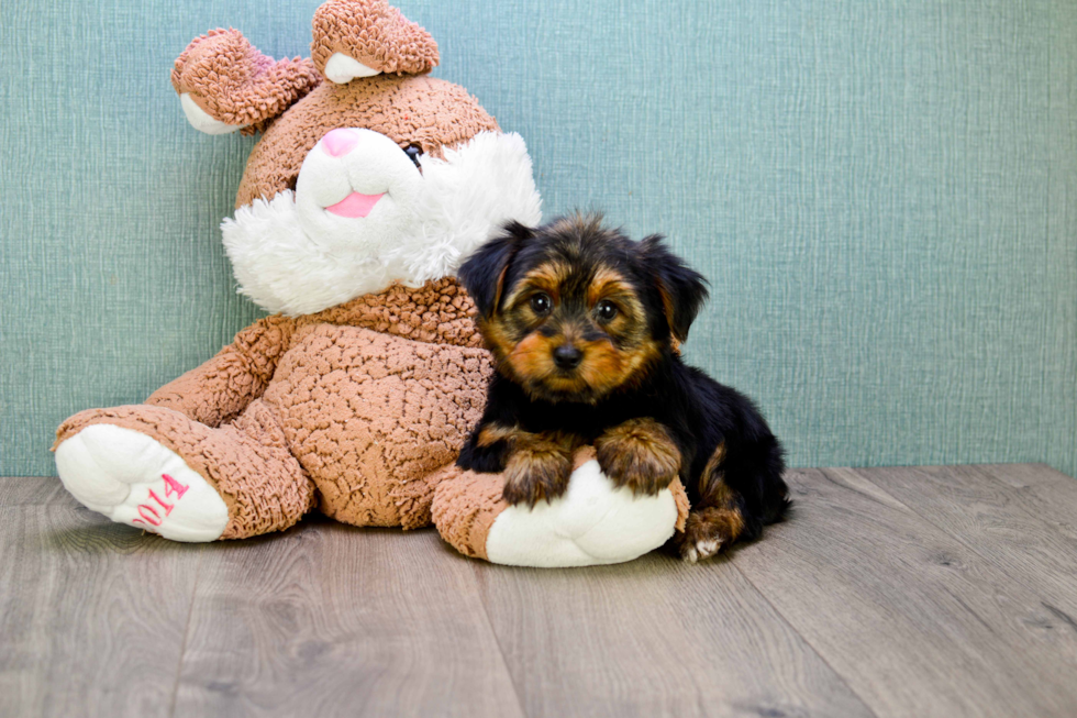 Meet Snickers - our Yorkshire Terrier Puppy Photo 