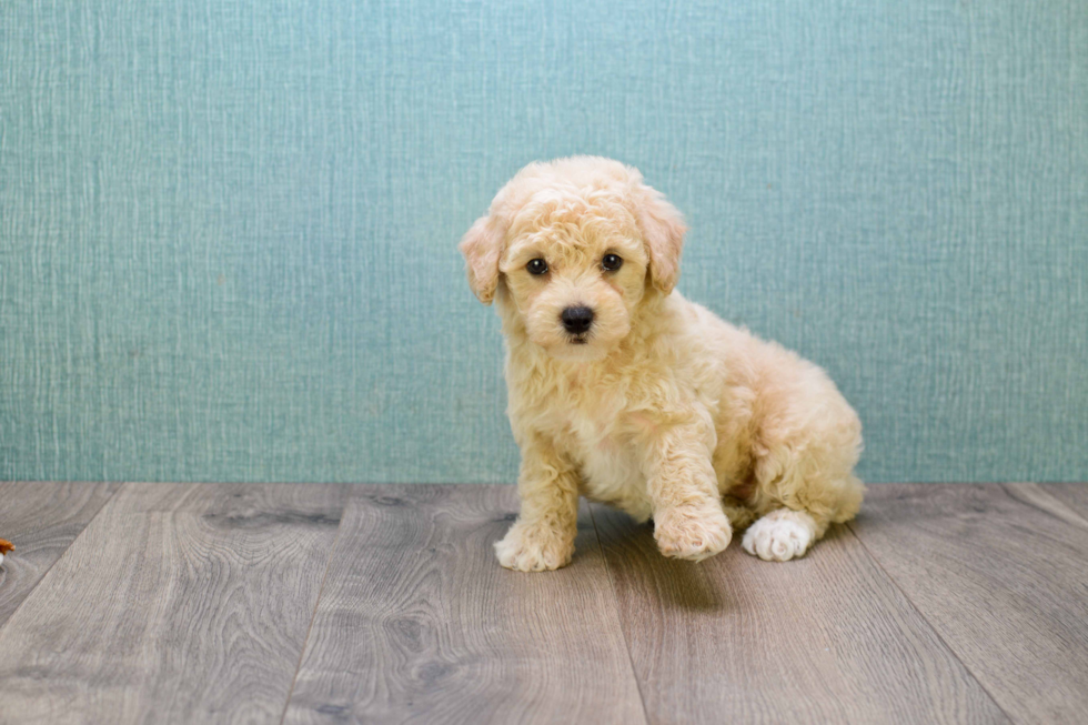 Little Cavoodle Poodle Mix Puppy