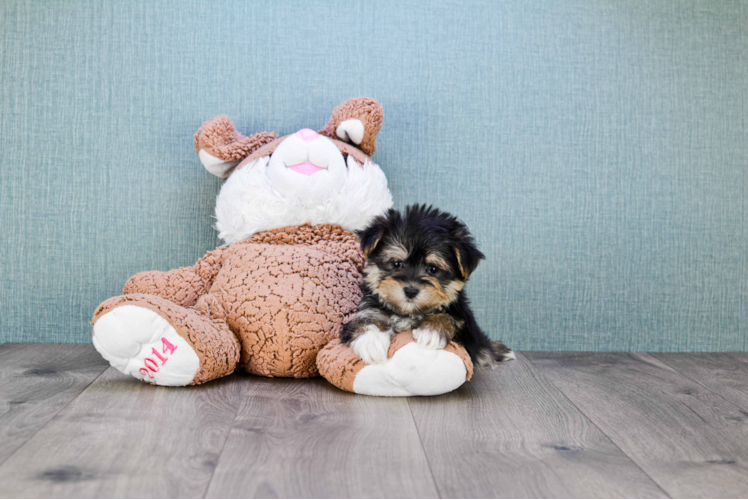Energetic Yorkie Designer Puppy