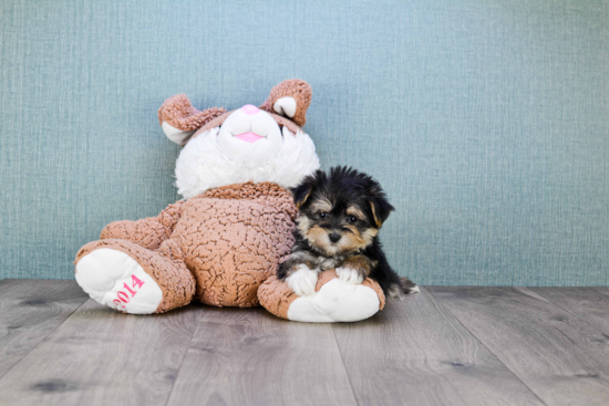 Energetic Yorkie Designer Puppy