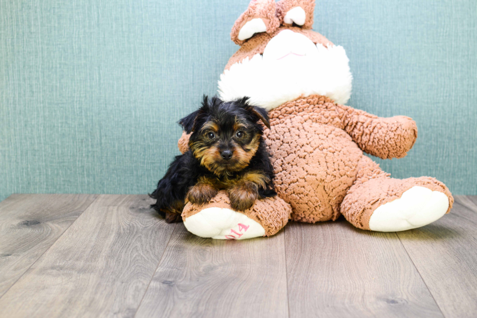 Meet Teacup-Joey - our Yorkshire Terrier Puppy Photo 