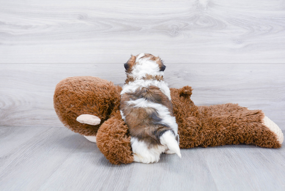 Sweet Teddy Bear Baby