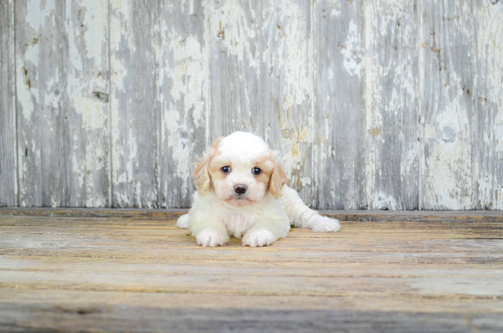 Popular Cavachon Designer Pup