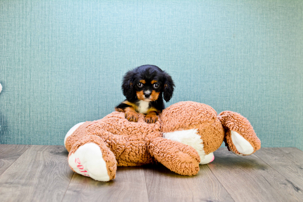 Cavalier King Charles Spaniel Pup Being Cute