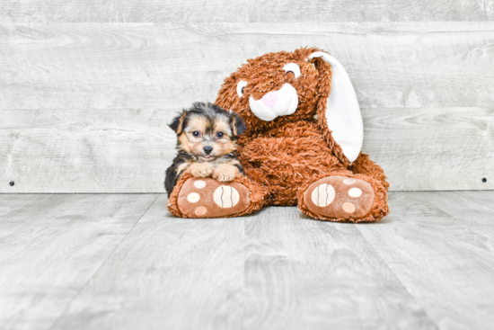 Morkie Puppy for Adoption