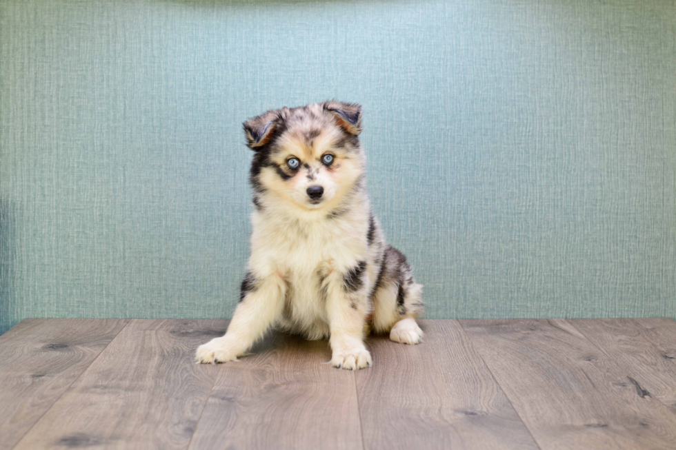 Pomsky Puppy for Adoption