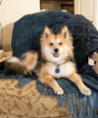 Puppy For Sale Premier Pups Puppy For Sale Premier Pups