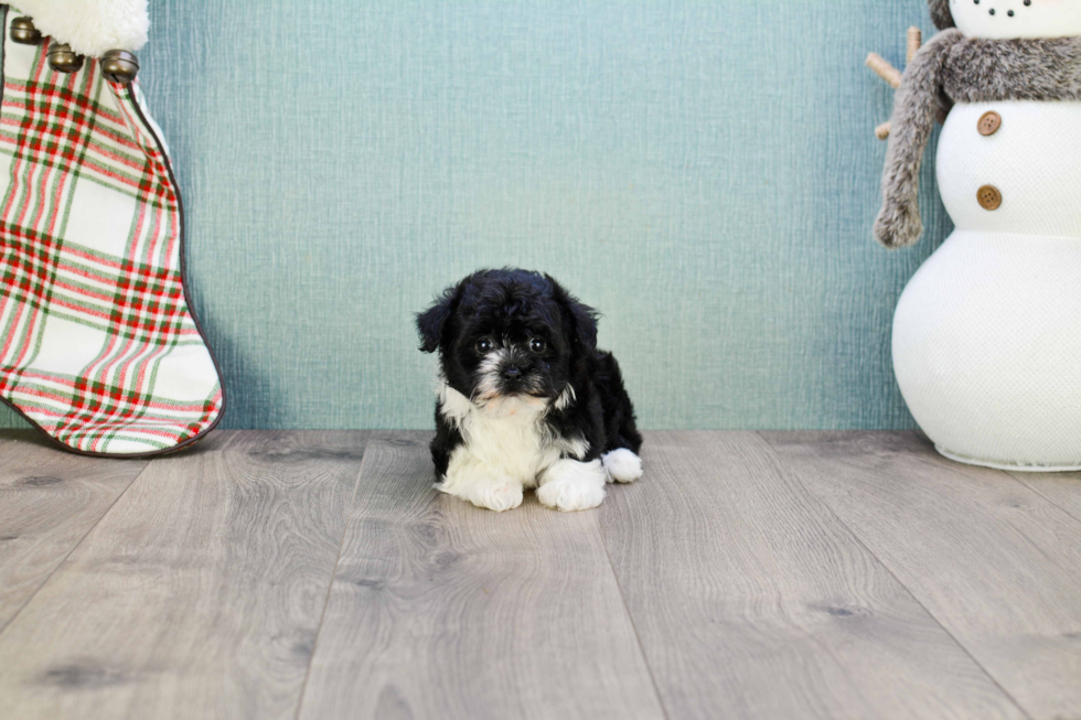Best Havanese Baby