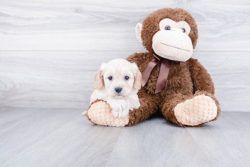 Little Cavalier Designer Puppy