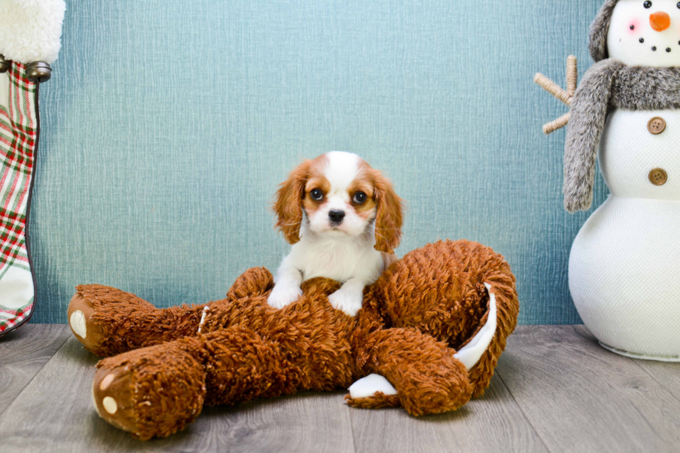 Best Cavalier King Charles Spaniel Baby