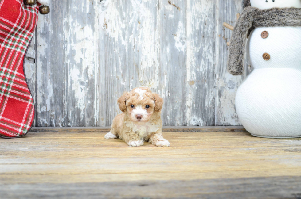 Small Poodle Baby
