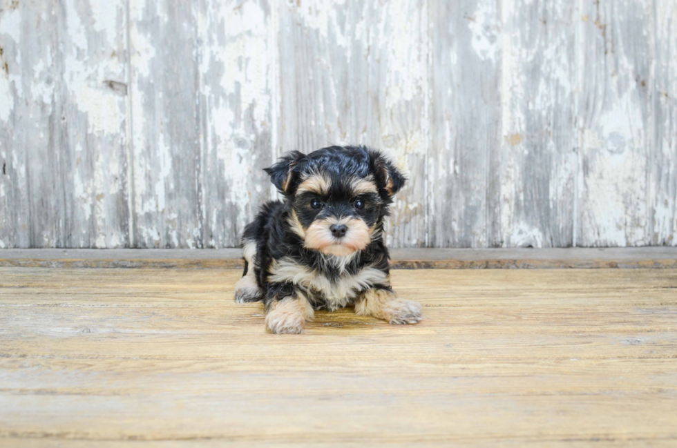 Morkie Pup Being Cute