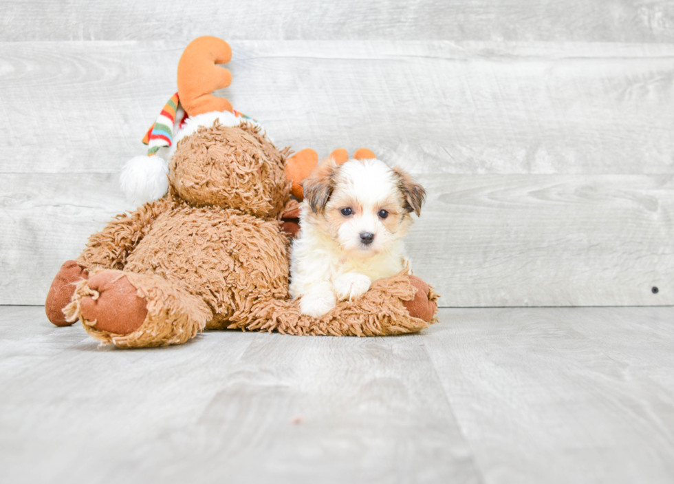 Fluffy Morkie Designer Pup