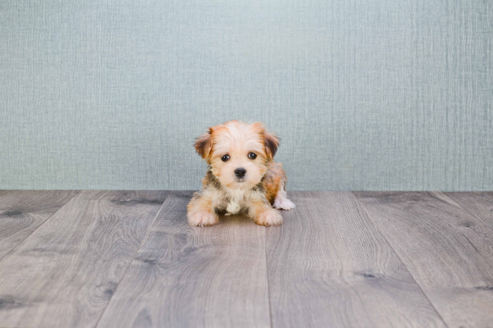 Best Morkie Baby