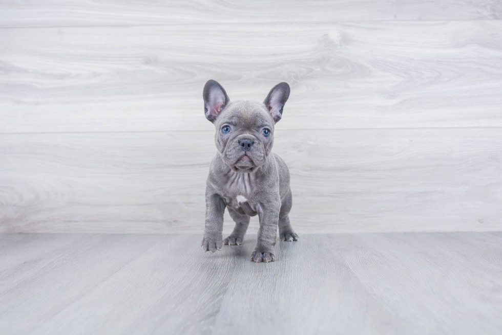 French Bulldog Pup Being Cute