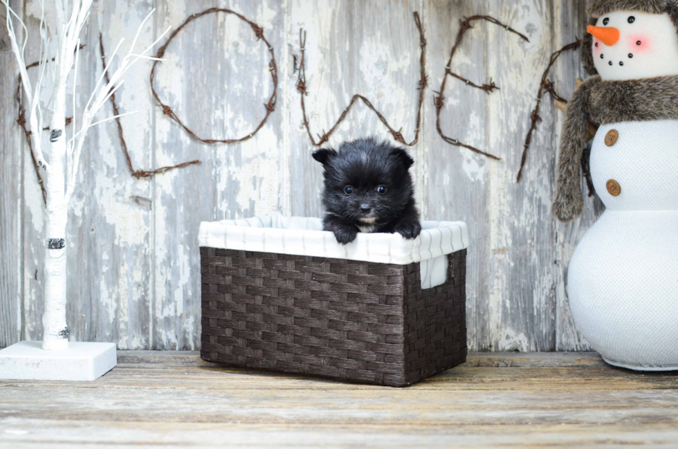 Pomeranian Pup Being Cute