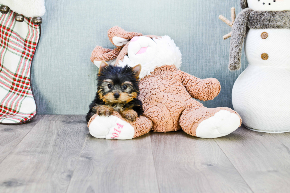 Meet Ronaldo - our Yorkshire Terrier Puppy Photo 