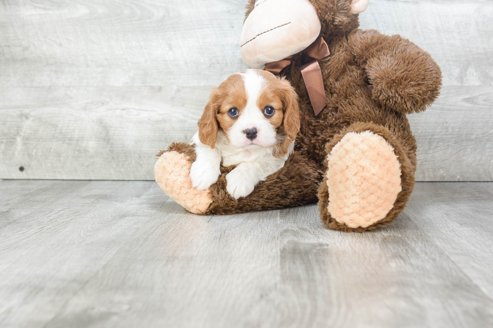 Fluffy Cavalier King Charles Spaniel Purebred Puppy