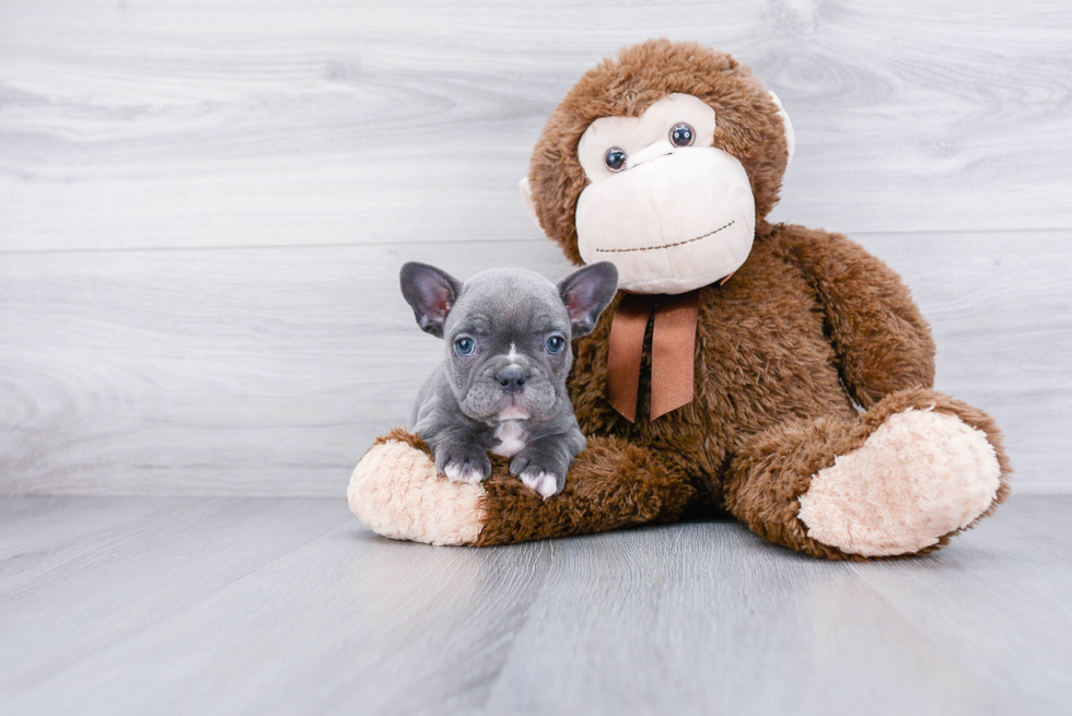 Fluffy Frenchie Purebred Puppy