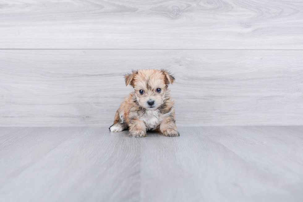 Friendly Morkie Baby