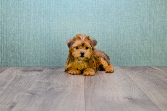 Best Morkie Baby