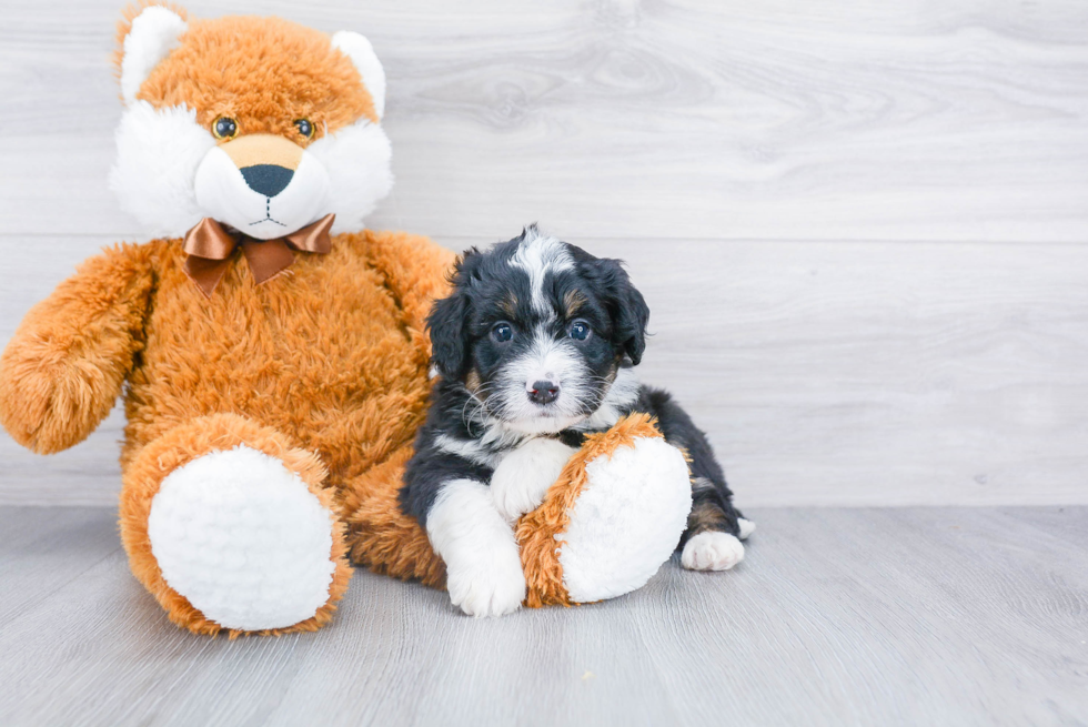 Playful Bernadoodle Poodle Mix Puppy