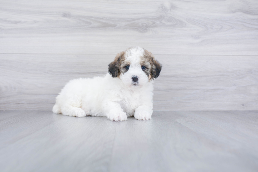 Mini Bernedoodle Puppy for Adoption