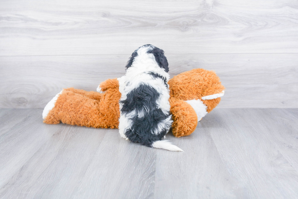 Friendly Mini Bernedoodle Baby
