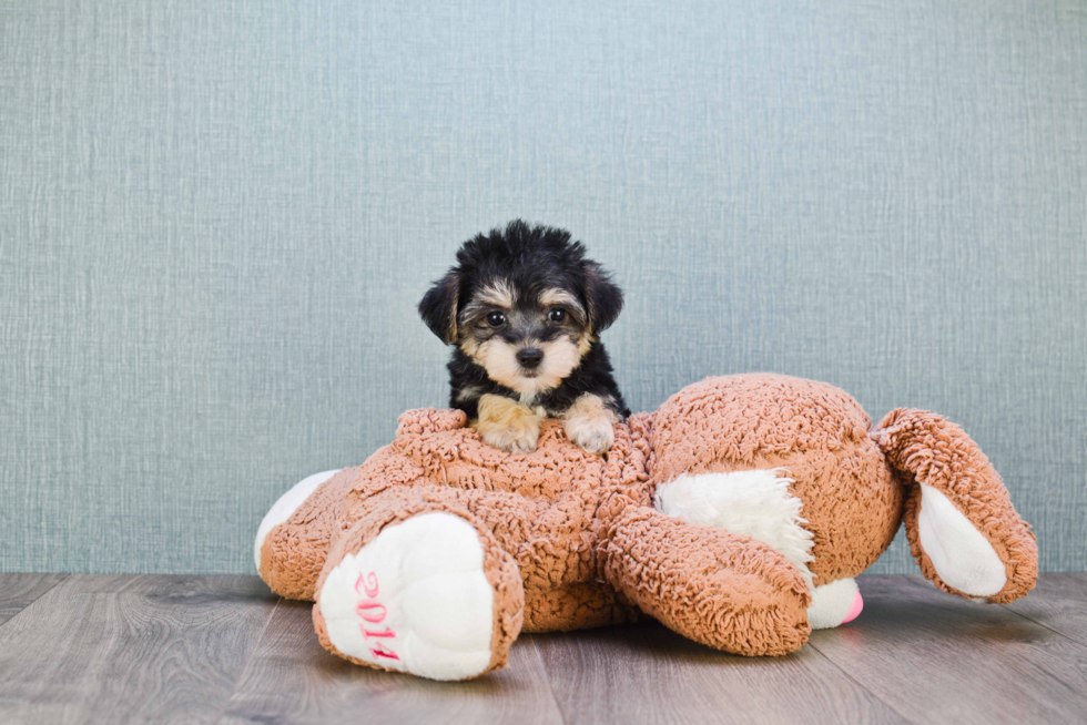 Smart Morkie Designer Pup
