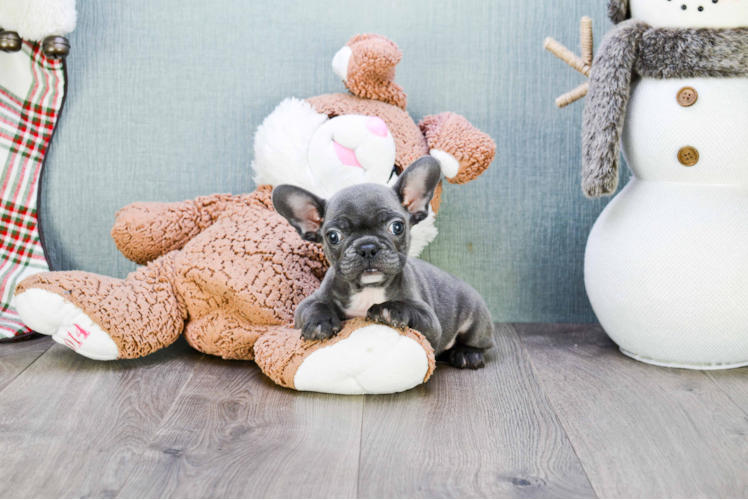 French Bulldog Pup Being Cute