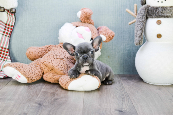 French Bulldog Pup Being Cute