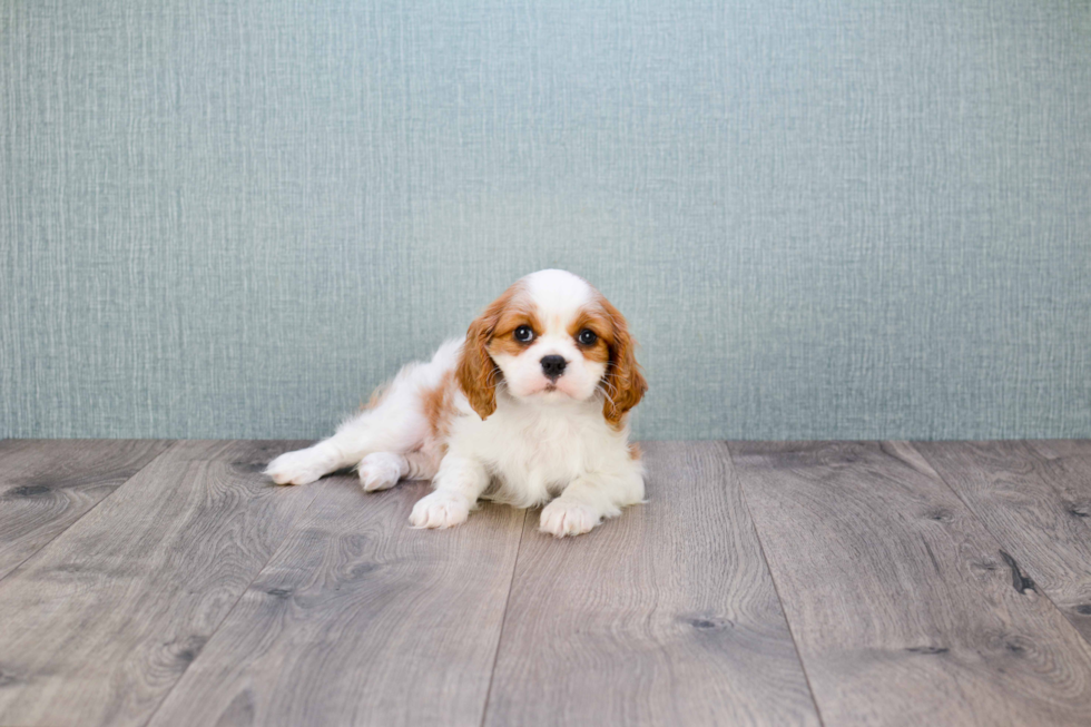 Cavalier King Charles Spaniel Puppy for Adoption