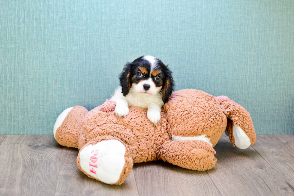 Hypoallergenic Cavalier King Charles Spaniel Baby