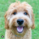  Puppy For Sale Premier Pups