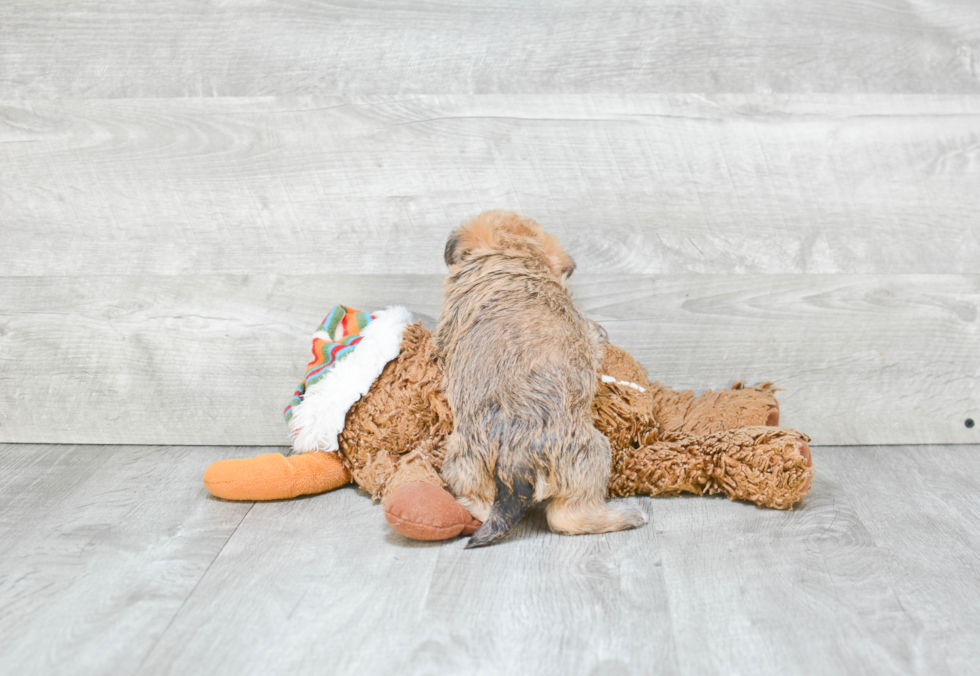 Smart Morkie Designer Pup