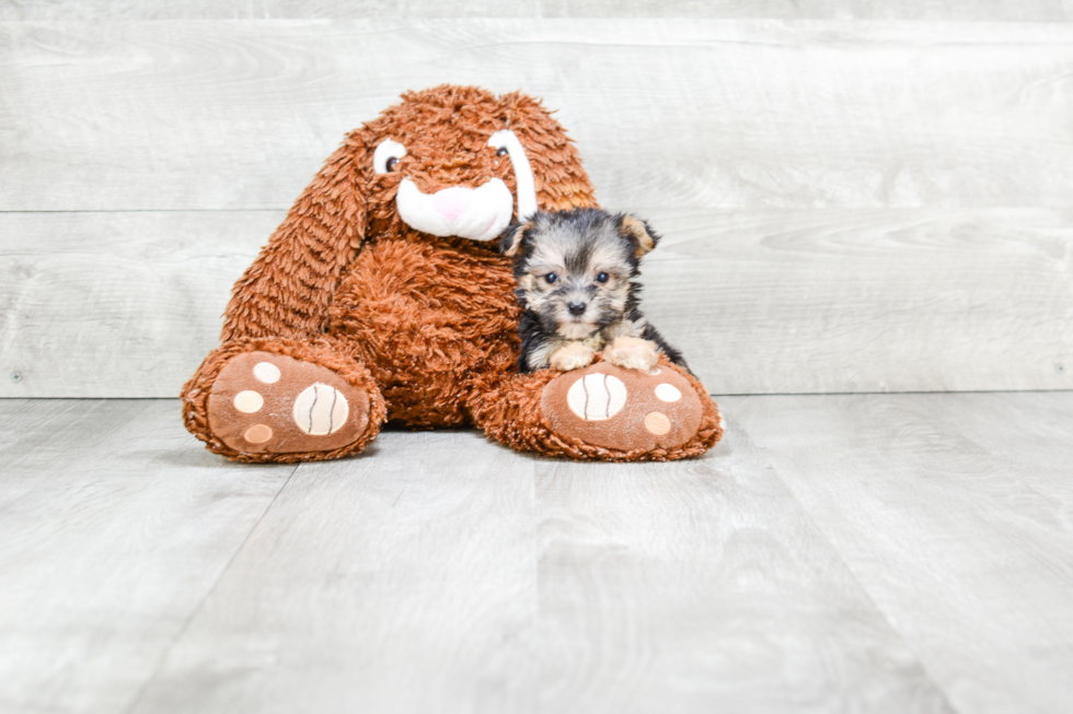 Hypoallergenic Yorkie Designer Puppy