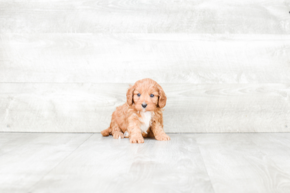 Funny Cavapoo Poodle Mix Pup
