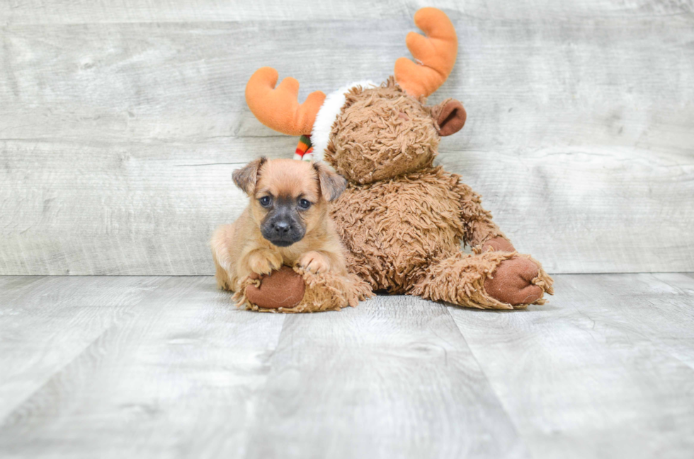 Morkie Puppy for Adoption