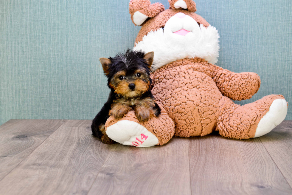 Meet Giselle - our Yorkshire Terrier Puppy Photo 