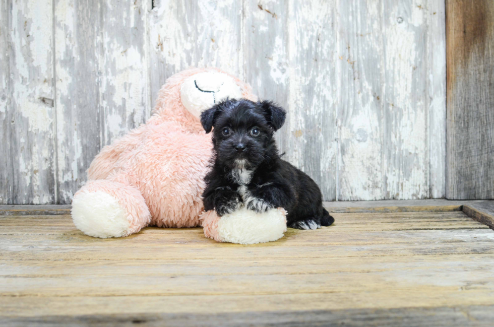 Morkie Puppy for Adoption