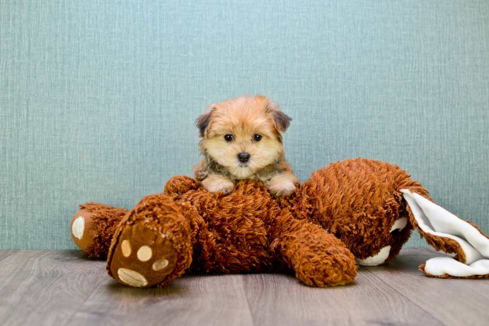 Smart Morkie Designer Pup