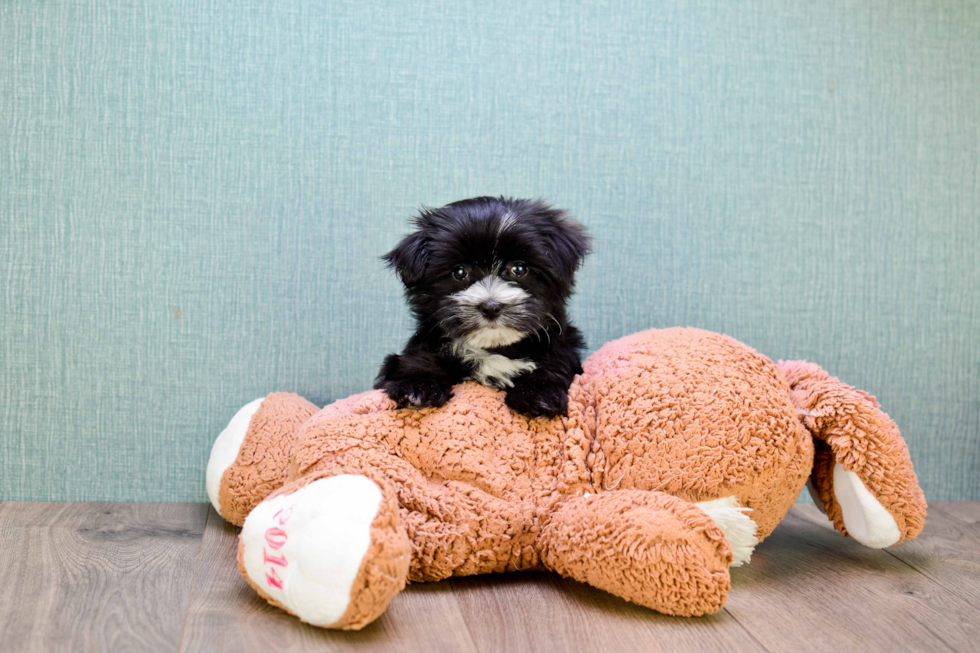 Friendly Morkie Baby