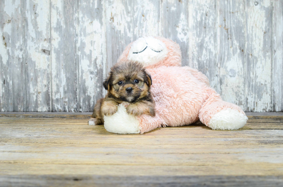 Best Shorkie Baby